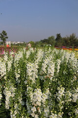 Obraz premium field of flowers