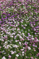 pink flowers in the garden