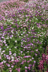 pink and white flowers