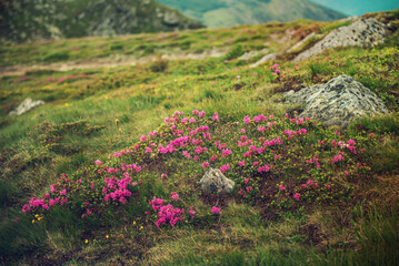 Rhododendron flowers in nature