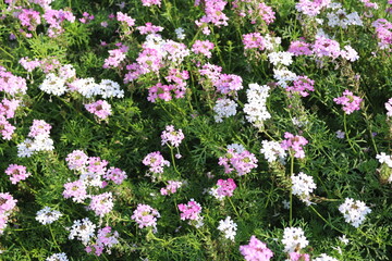 pink and white flowers