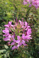 close up of a flower
