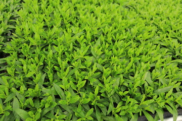 green grass background