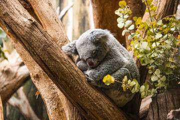 schlafender Koala auf einer Astgabel umringt von Eukalyptus © Martin