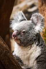Naklejka premium Koala auf einer Astgabel umringt von Eukalyptus