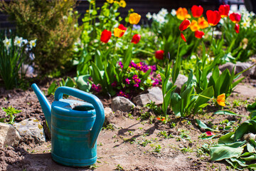 Garden watering can near a flower bed of a country house. Garden seasonal work concept