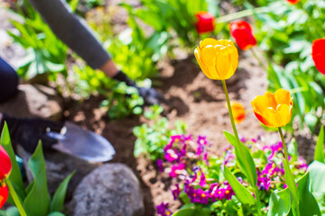 Planting flowers by a farmer in the garden bed of a country house. Garden seasonal work concept. Hands close up.
