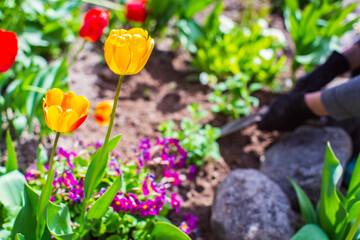 Planting flowers by a farmer in the garden bed of a country house. Garden seasonal work concept. Hands close up.