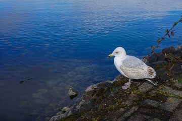 Large seagull on a rock