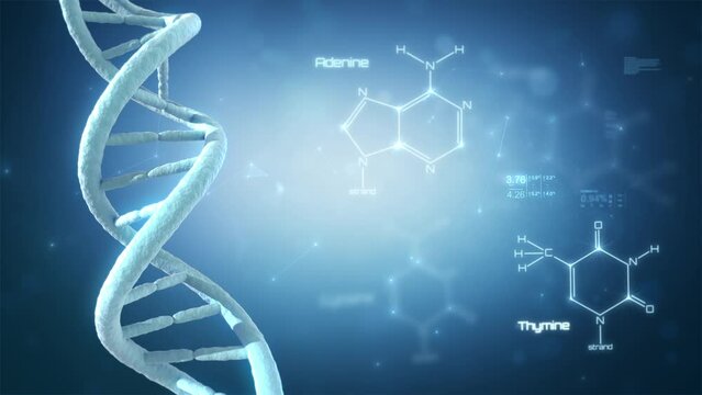 Abstract Rotating DNA Molecule. Concept Animation of Human Genome. Medical Research, Genetic Engineering, Biology. Futuristic Double Helix DNA with Cytosine, Guanine, Adenine, Thymine Formulas. 