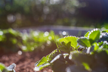 Strawberry crops planted in soil get ripe under sun. Cultivated land close up with sprout. Agriculture plant growing in bed row