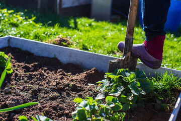 The farmer digs the soil in the vegetable garden. Preparing the soil for planting vegetables. Gardening concept. Agricultural work on the plantation