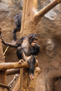 Affen im Zoo