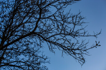 Spiky tree branches against the blue sky. Prickly tree. Tree with thorny branches without leaves