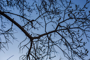 Spiky tree branches against the blue sky. Prickly tree. Tree with thorny branches without leaves