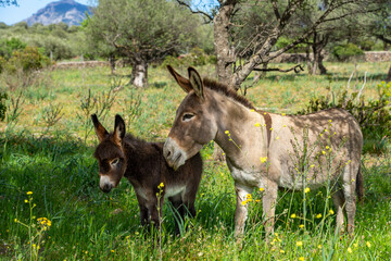 Italien, Sardinien: symbiotische Eselstute und Eselfohlen in der freien Natur auf der Wiese, Weide