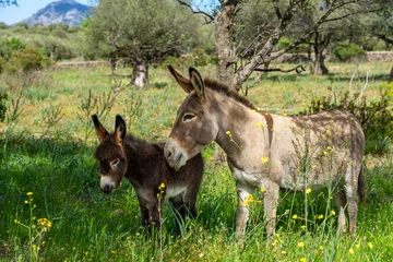 Fototapeten Sardinien: symbiotische Eselstute und Eselfohlen in der freien Natur auf der Weise, Wiese © Frank Lambert