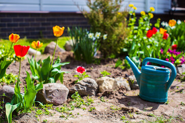 Garden watering can near a flower bed of a country house. Garden seasonal work concept