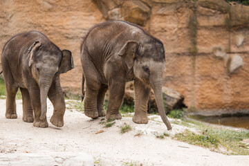 Elefantenkalb Elefant Baby