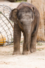 Fototapeta premium Elefantenkalb Elefant Baby