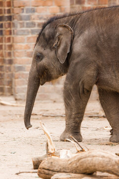 Elefantenkalb Elefant Baby