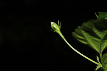 close up of a plant