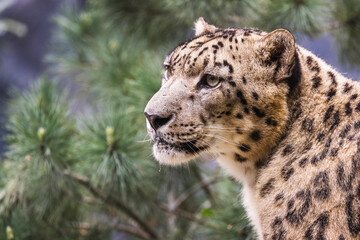 Portrait eines Schneeleoparden