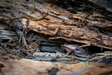 A frog on a log near Shawano, Wisconsin