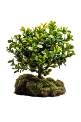 Evergreen Serenity: Green Tree on Transparent Background. Generative AI