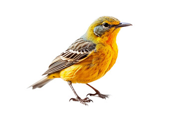 A Graceful Bird in Transparent Background: A Captivating Illustration of Nature's Beauty and Freedom Expressed through a Vibrant Feathery Friend. Generative AI