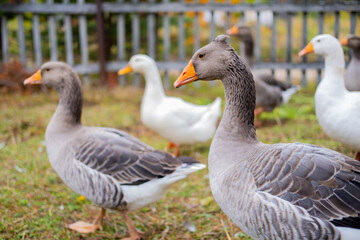 Naklejka na ściany i meble Domestic geese graze. Geese in a courtyard. Free range poultry farming