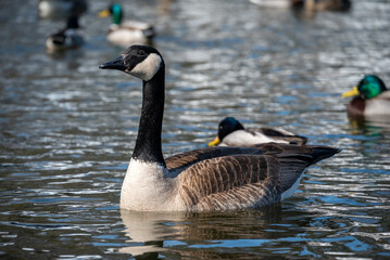 ducks and geese in the nature reserve in Green Bay, wisconsin, usa, march 2023