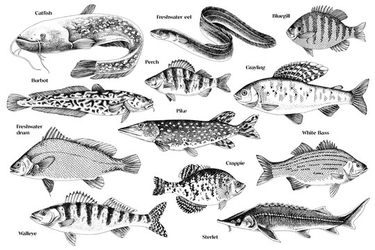 Hand drawn vector illustrations of different fish