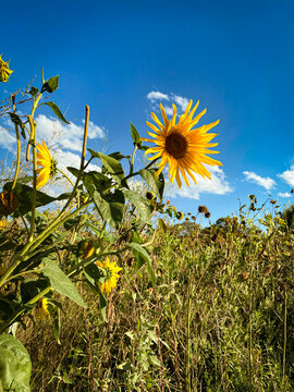 sunflower field  and blue sky