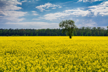widok na kwitnące pole rzepaku © robert6666