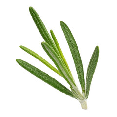 Rosemary twig isolated on white background with clipping path