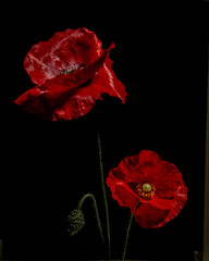Vibrant Beauty: Two Poppies on a Black Background
