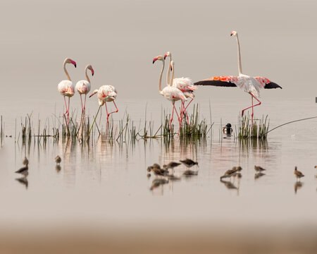Flamingos dancing