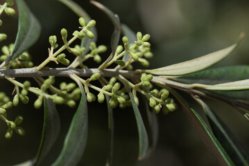 Close up of an olive branch in springtime in Sicily. On the olive branch are the buds of the coming blossoms. The buds are still closed.