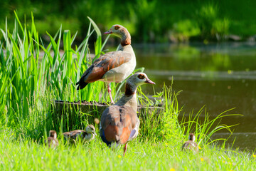 Nilgänse © helmut Schmidt