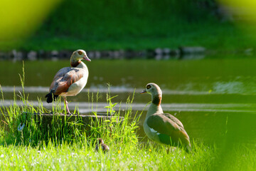 Nilgänse © helmut Schmidt