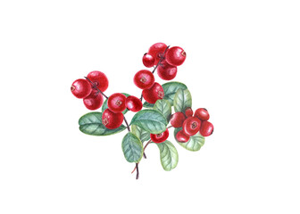 Ripe juicy red cranberries on branches with leaves on transparent background. Watercolor illustration for the design of invitation, patterns, cards, package design, advertising posters, labels