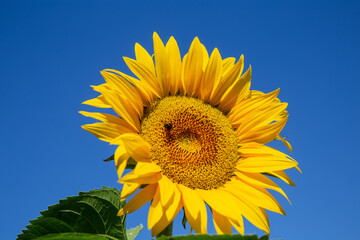 Naklejka premium Sonnenblume (Helianthus annuus)