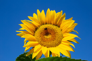 Obraz premium Sonnenblume (Helianthus annuus)