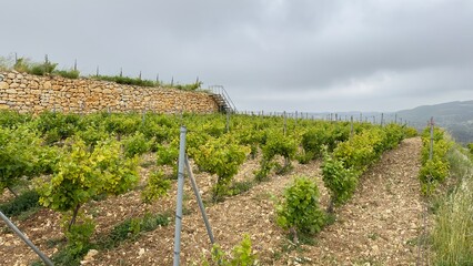 Fototapeta premium Row of vines at the vineyard