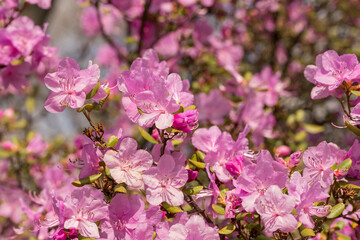 Beautiful delicate floral background with purple rhododendron flowers in the park.