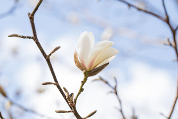 White magnolia against the blue sky. White Magnolia flower close up. Spring magnolia.