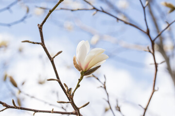 White magnolia against the blue sky. White Magnolia flower close up. Spring magnolia.