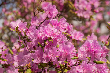 Beautiful delicate floral background with purple rhododendron flowers in the park.