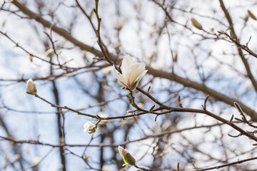 Magnolia blooms on a bright spring day in the botanical garden, flower buds.